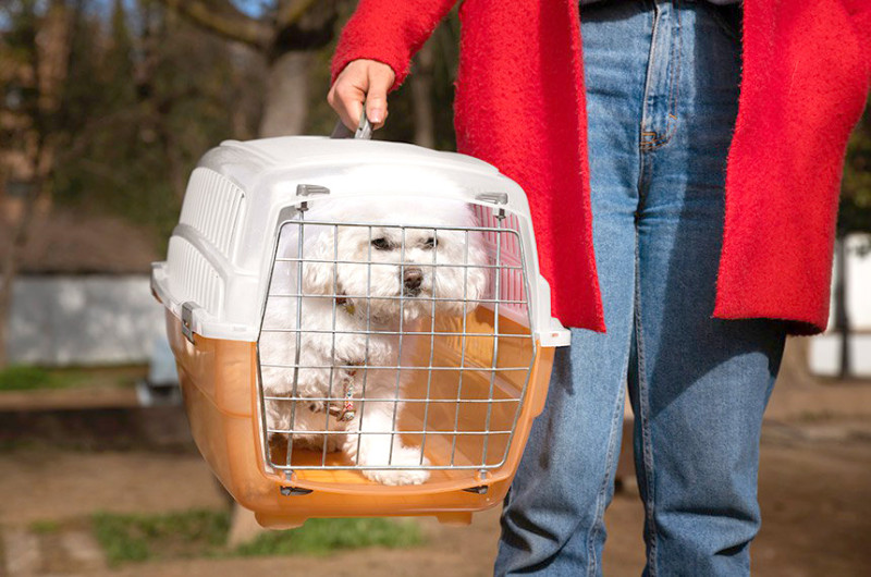 Entenda as novas regras para o transporte aéreo de animais em voos domésticos