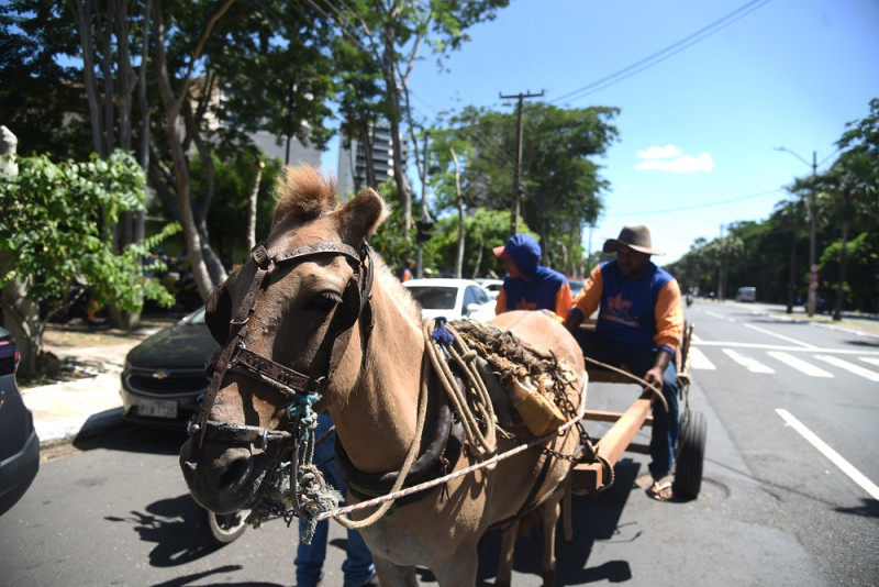 Projeto que põe fim as carroças em Teresina é criticado pelos trabalhadores - (Assis Fernandes/O Dia)