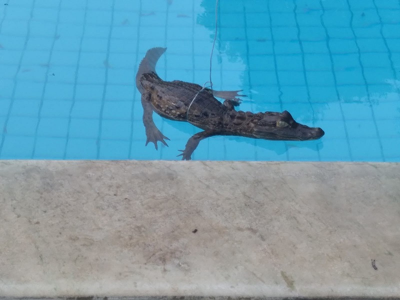 Jacaré foi encontrada em piscina de condomínio, em Teresina - ((Foto: Reprodução))