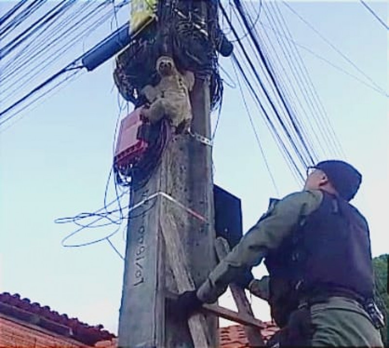Bicho-preguiça é resgatado de poste de iluminação pública na zona Norte de Teresina