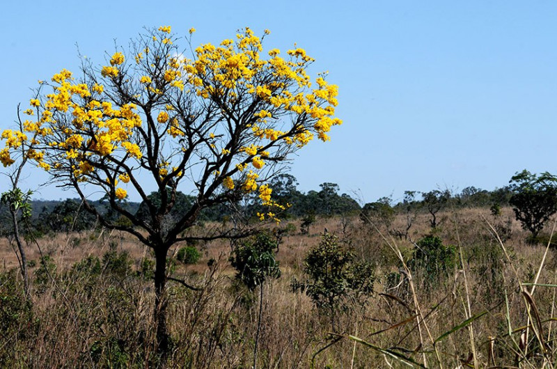 Área de cerrado preservada  - (Gabriel Jabur/ Agência Brasília)