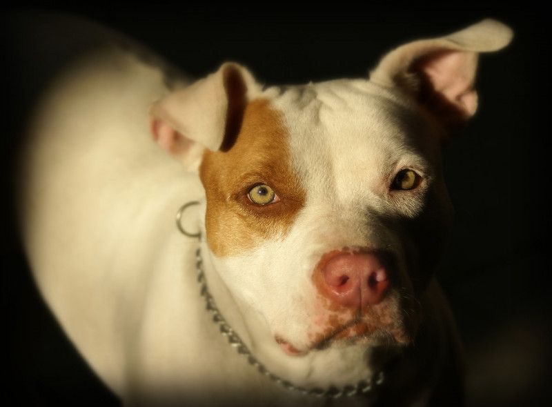 Os cachorros da raça Pitibull são conhecidos por sua força e lealdade - (Reprodução/Pixabay)