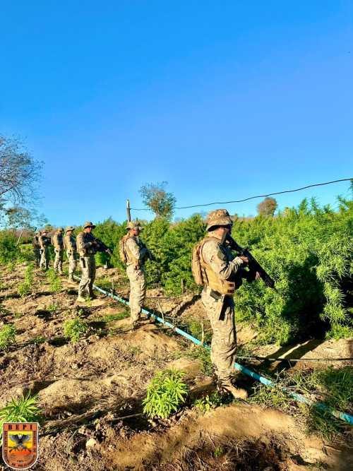 Polícia Militar localiza cerca de 5 hectares de maconha em Nazaré do Piauí - (Divulgação/PM)