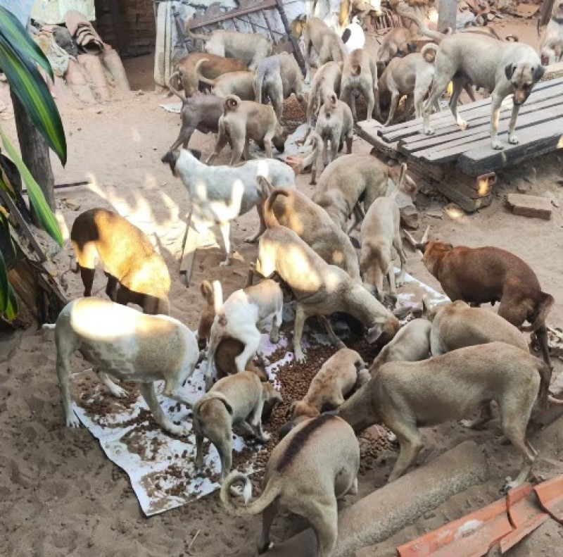 Cães apreendidos pela Polícia Militar do Piauí - (Divulgação / Polícia Militar )