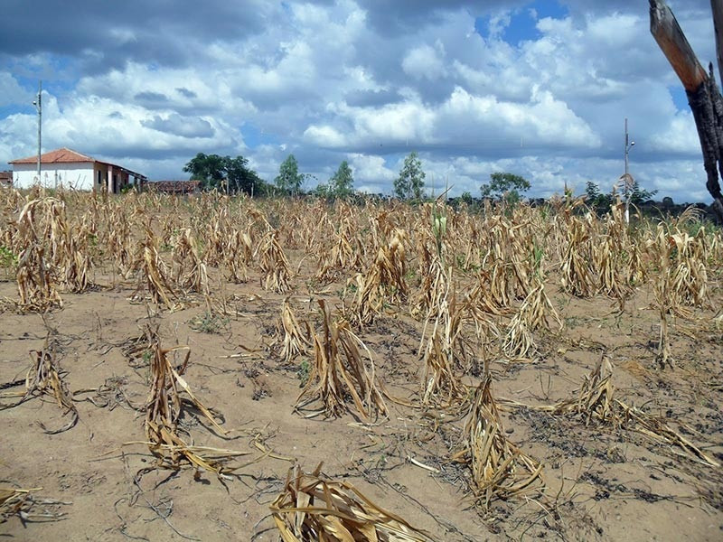 Três cidades do Piauí estão em emergência por causa da seca - (Arquivo/ODIA)