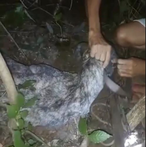Cadela estava acorrentada em um matagal e tinha o focinho amarrado para não latir - (Reprodução/Redes Sociais)