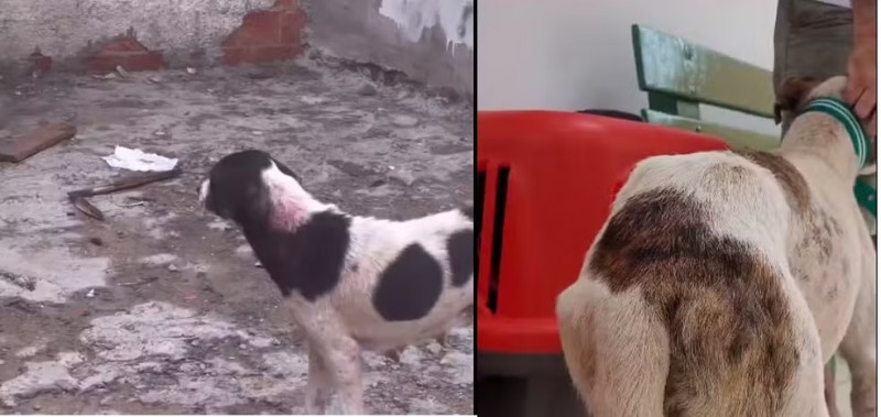 Cachorros são resgatados de maus-tratos em Teresina; polícia investiga prática de zoofilia
