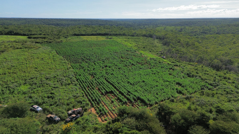 Polícia desarticula plantação com três hectares de maconha no Sul do Piauí - (Divulgação/PMPI)