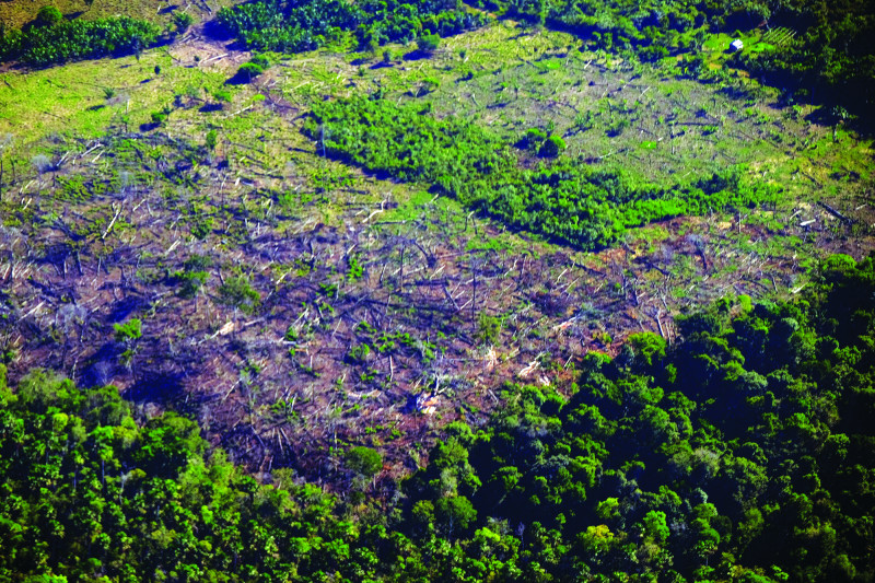 Em quatro décadas, Piauí perdeu dois milhões de hectares de floresta natural