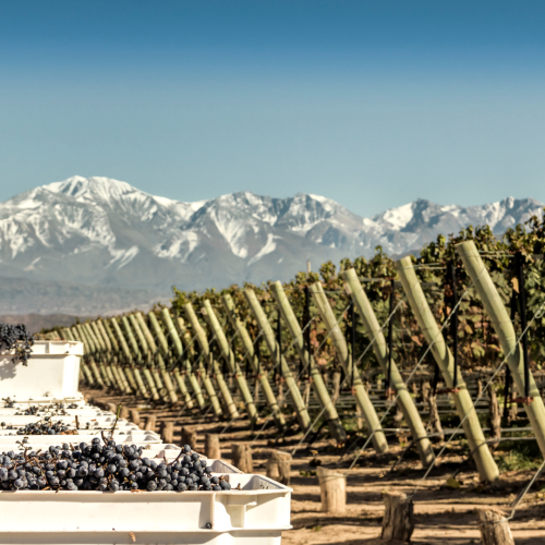 Vinhos da Argentina: Uma Jornada de Sabores e Qualidade