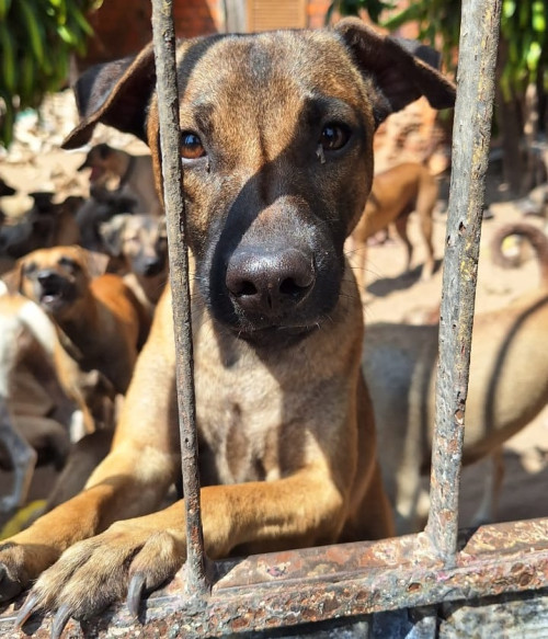 Animais abandonados em Parnaíba. - (Divulgação / Polícia Militar)