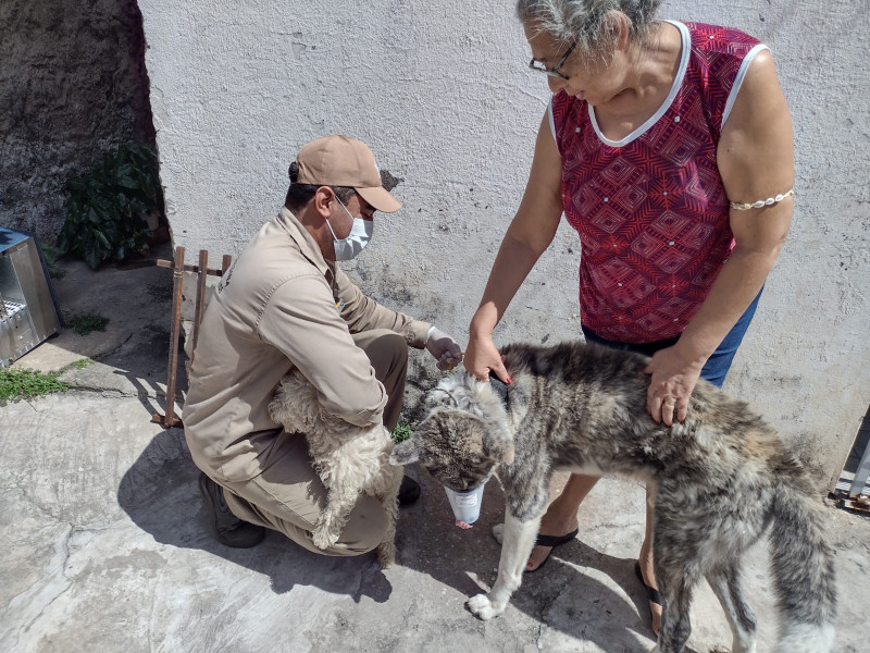 FMS realiza encoleiramento de cachorros em Teresina - (Divulgação FMS)