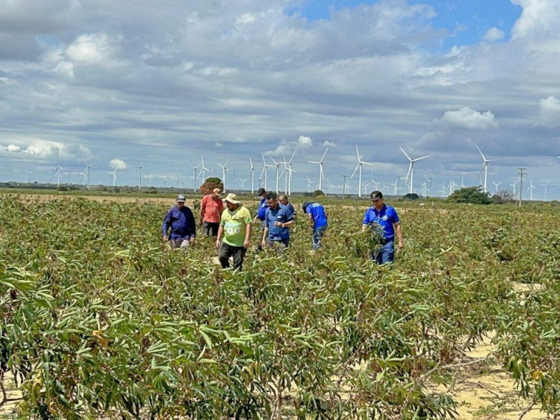 Ataque de praga atinge lavouras de mandioca no Sul do Piauí