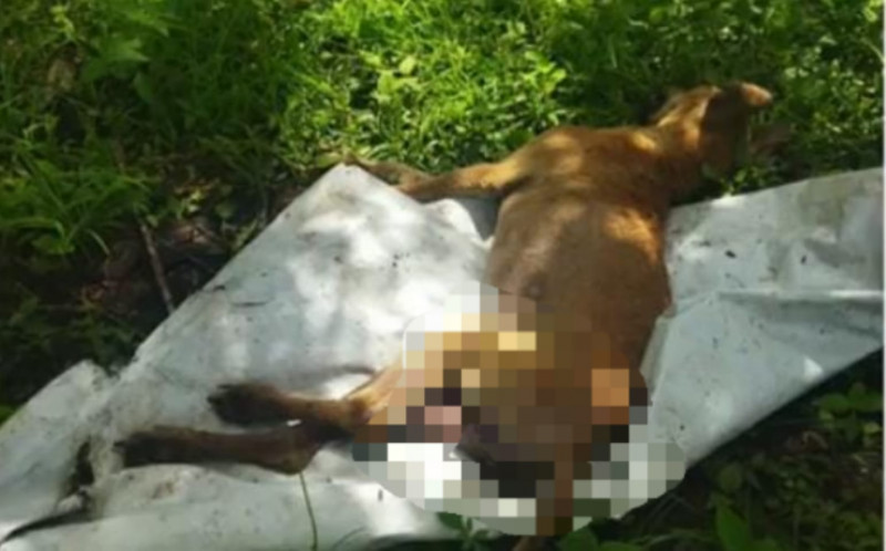 Homem é preso suspeito de estuprar e matar cadela em Miguel Alves