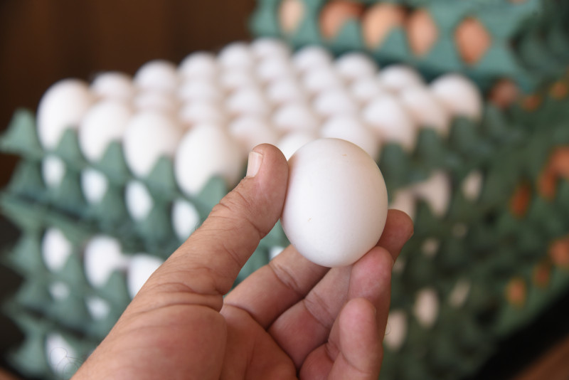 Procura por ovos em Teresina não diminuiu - (Assis Fernandes/ODIA )
