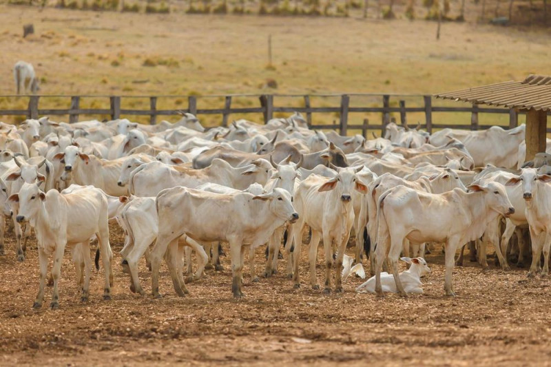 Agropecuária contribuiu para elevação do PIB piauiense - (Divulgação/Ccom)