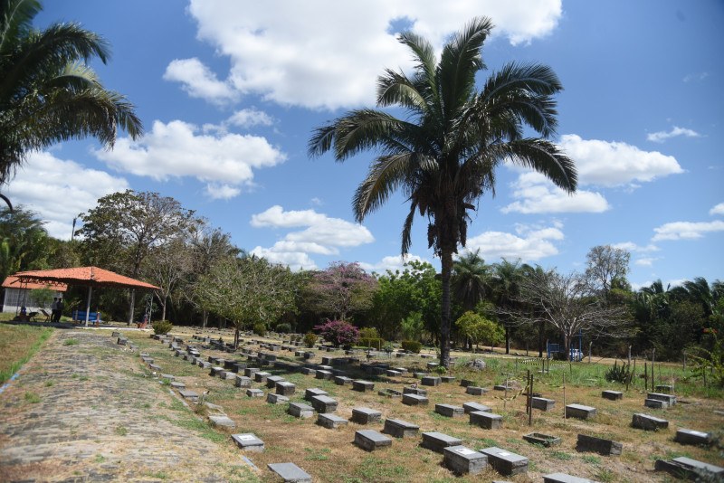Cemitério Cadelinha Sasha - (Assis Fernandes/ODIA)