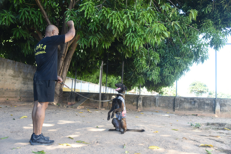 O canil da Polícia Militar do Piauí conta com nove cães, que são treinados para atuarem em diferentes finalidades - (Assis Fernandes/ODIA)