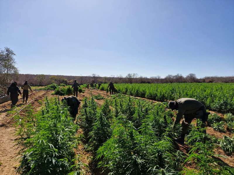 Plantação com 90 mil pés de maconha é encontrada pela polícia no Sul do Piauí - (Divulgação)