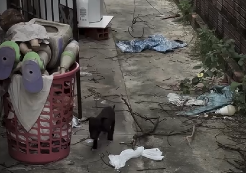 Polícia passa a usar drones e IA para investigar maus-tratos a animais no Piauí