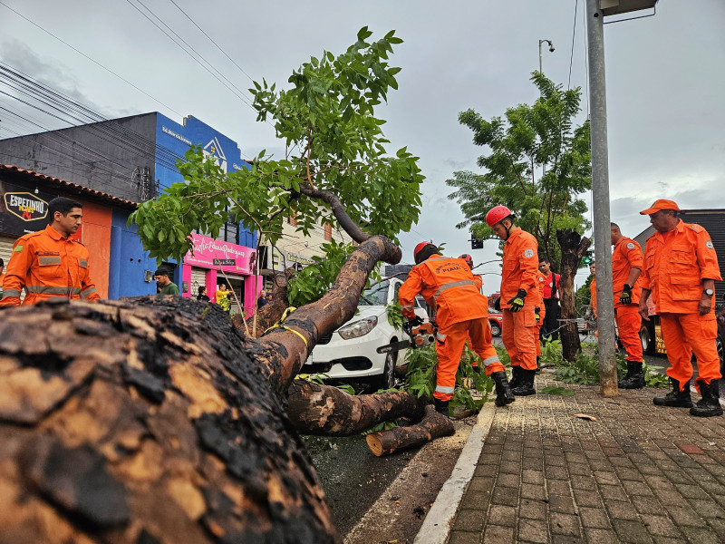 Bombeiros fazendo a poda da árvore que caiu no Dirceu. - (Jailson Soares/O Dia)