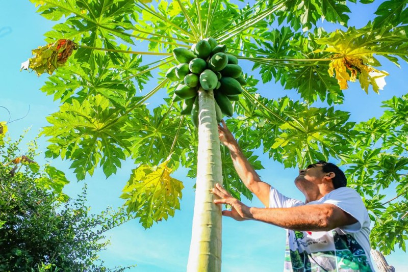 Projeto quer investir R$ 250 milhões na agricultura familiar do Piauí em 2025 - (Geirlys Silva / SAF)