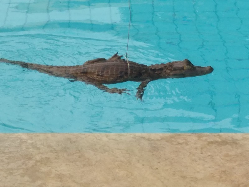 Jacaré foi encontrado nadando em piscina - (Reprodução/Whatsapp)