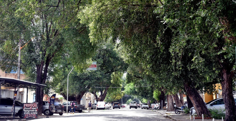 Avenida Santos Dumont: árvores de mais de meio século preservadas
