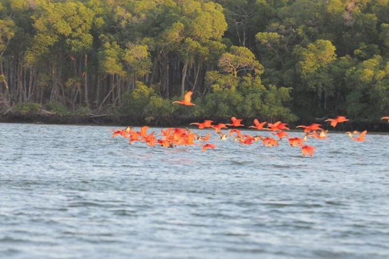 Revoada dos guarás, no Delta do Parnaíba, litoral do Piauí - (Divulgação/Gov. do Piauí)