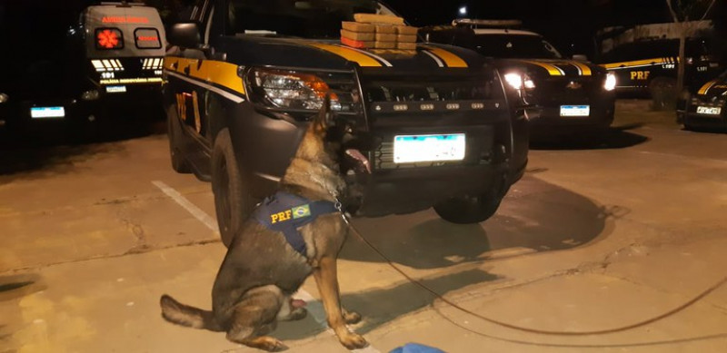 Polícia Civil do Piauí reforça segurança com cães farejadores