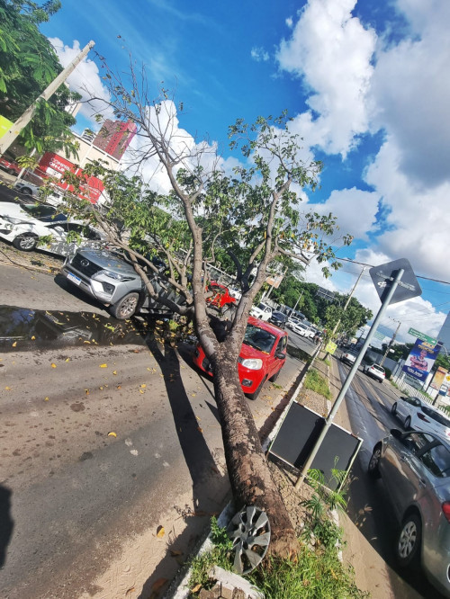 Árvore cai sobre carros parados em semáforo na Nossa Senhora de Fátima