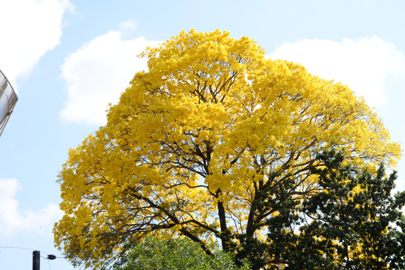 O Ipê Amarelo é uma árvore nativa do Cerrado e da Caatinga - (Arquivo O DIA)