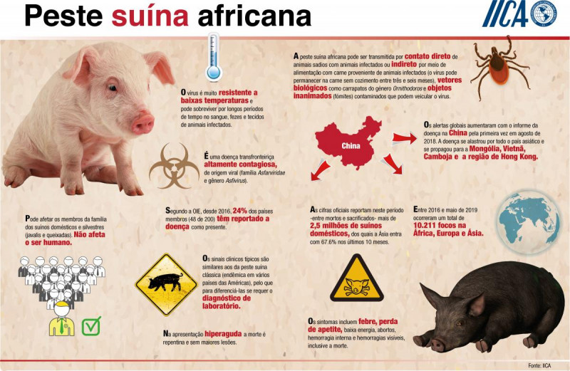 O que é a Peste Suína Africana? - (Reprodução/IICA)