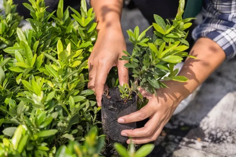 Plantas grátis em Teresina: veja como adquirir mudas em viveiro da Zona Norte