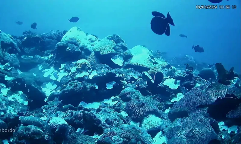 Temperatura dos oceanos sobe 1°C e pode afetar vida marinha no Piauí - (UFPE)