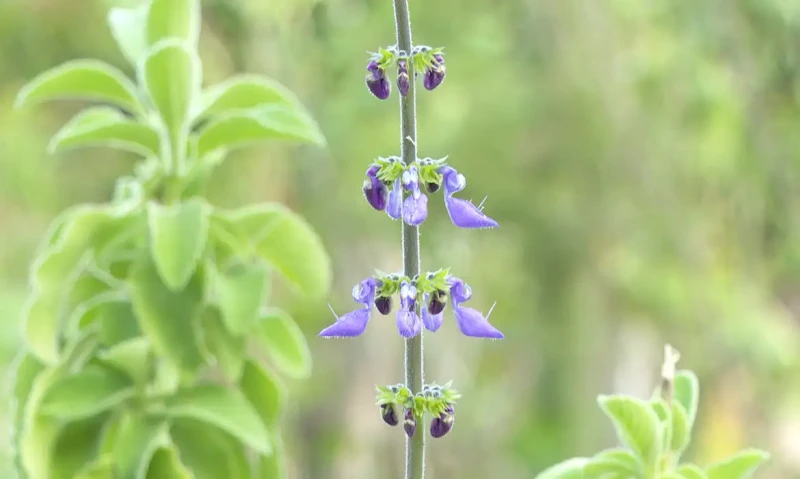 Municípios piauienses vão receber recursos federais para ações com fitoterápicos e plantas medicinais - (Divulgação/TV Brasil)