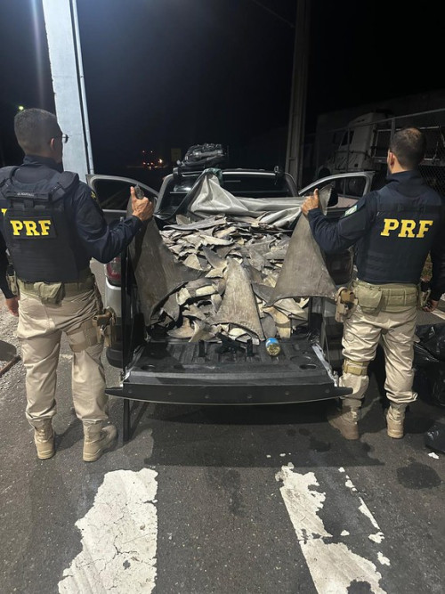 260 kg de barbatanas de tubarão são apreendidas pela PRF no Centro-Sul do Piauí