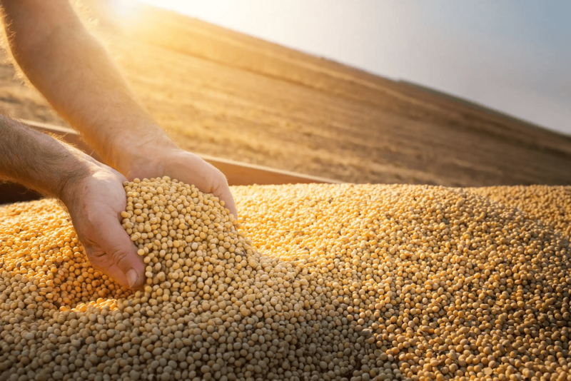 Dois municípios do Piauí estão entre os 50 maiores produtores de grãos do Brasil