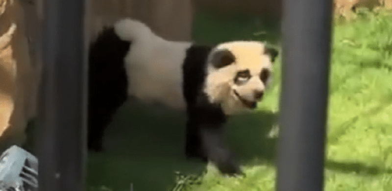 Vídeo: Zoológico chinês pinta cachorros para parecerem pandas - (Reprodução)