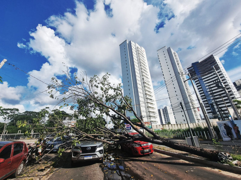 Árvore estava fincada no canteiro central da avenida  - (Foto: Jailson Soares / O Dia)