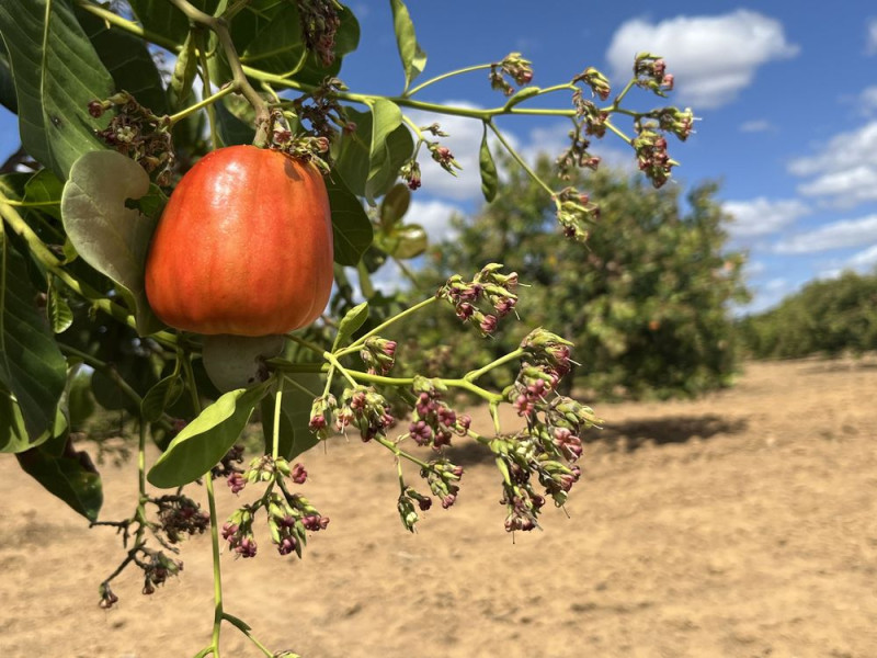 Piauí é o 2º maior produtor de caju no Brasil com 74 mil hectares plantados - ( GOV PI / Felipe Soares)