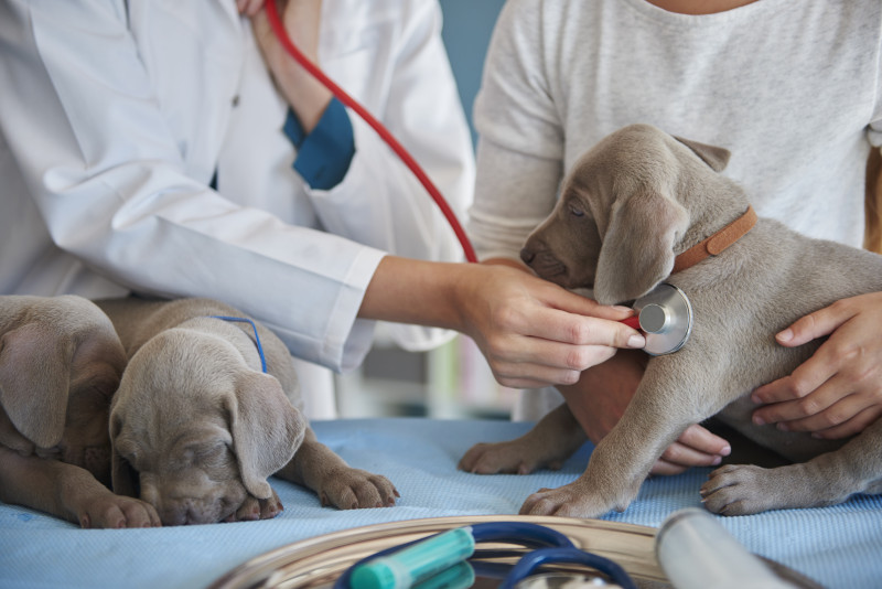 Exercício ilegal da medicina veterinária agora é crime; veja o que muda