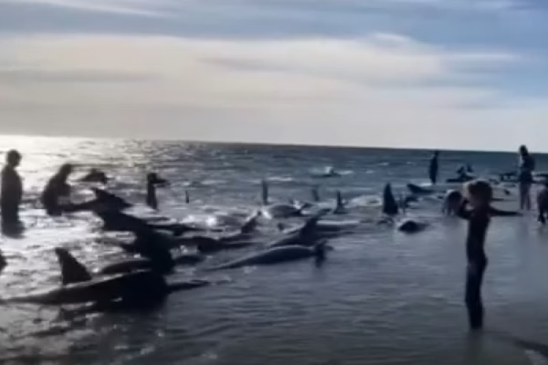 Mais de 150 baleias encalham em praia na Austrália; veja fotos - (Reprodução)