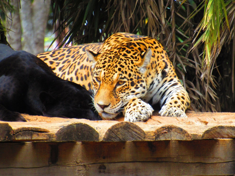 Bioparque Zoobotânico do Piauí entra em 2025 como um dos melhores destinos turísticos do país