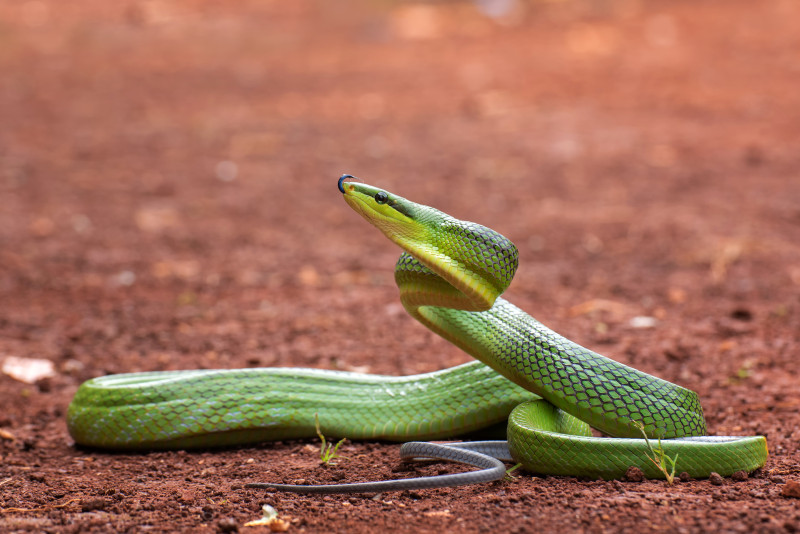 Morre youtuber 'Dingo', especialista em cobras, após picada de mamba-verde - (Freepik)