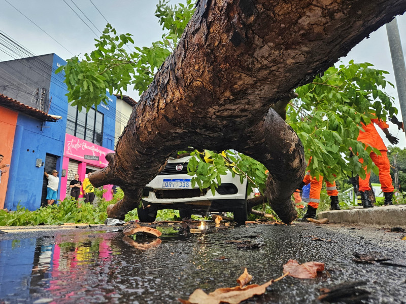 Vídeos: chuva com vento forte derruba árvores sobre carros em Teresina