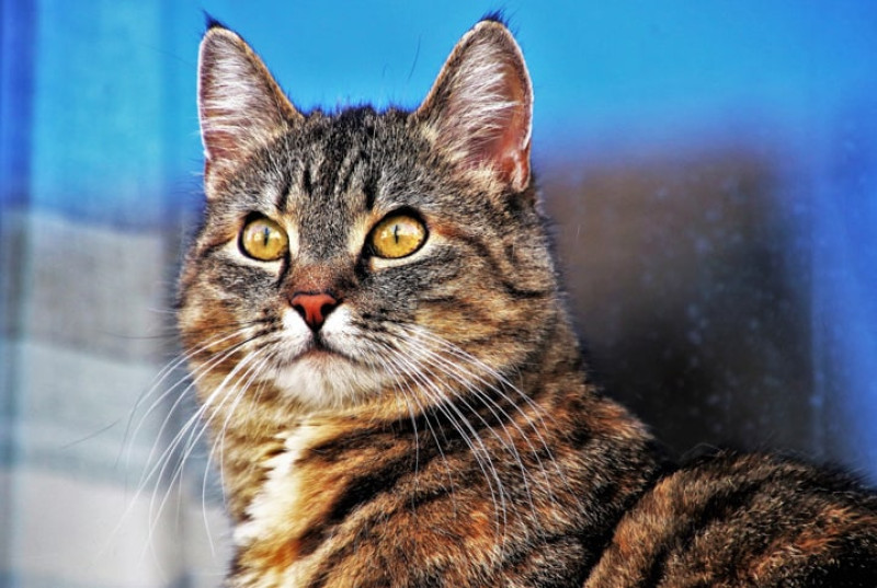 Cortar o bigode do gato pode ocasionar desequilíbrio e perda das funções táteis. - (Imagem de internet )