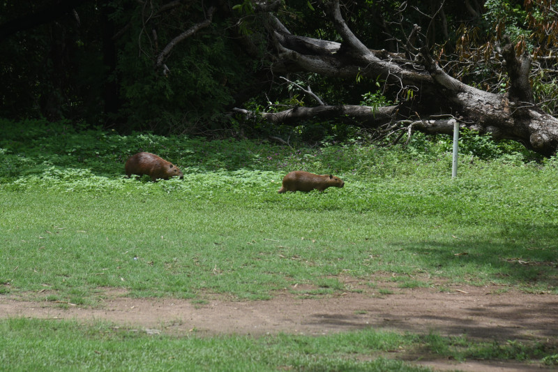 Capivaras estão entre os animais silvestres resgatados pelo BPA - (Assis Fernandes/ODIA)