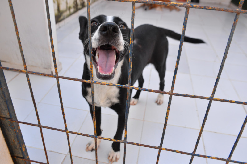 Piauí passa a ter programa estadual de incentivo à adoção de animais abandonados