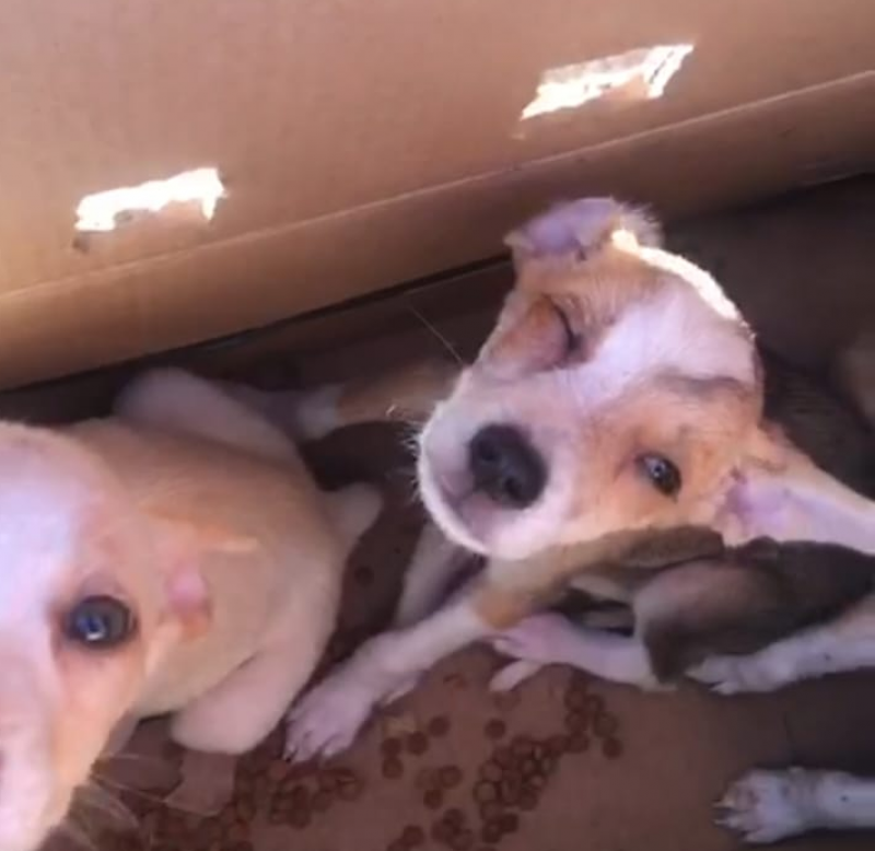 Filhotes de cachorro são abandonados em Teresina - (Divulgação Lar do Nando)